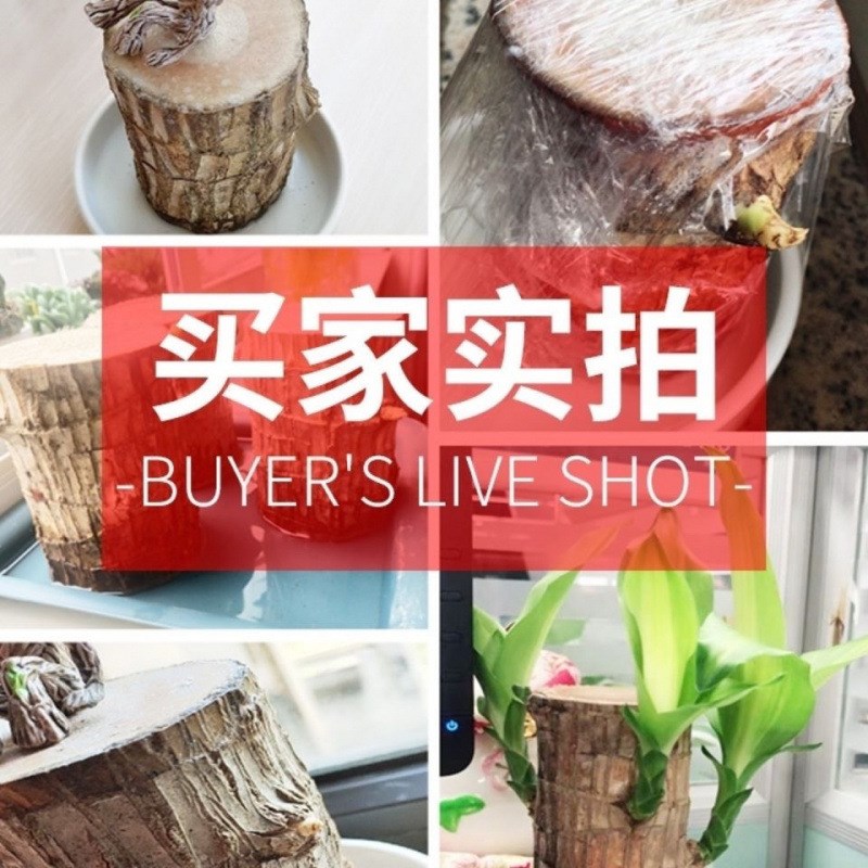 现货速发木水养幸运木开花绿植室内盆栽水培植物格鲁特小树人四季