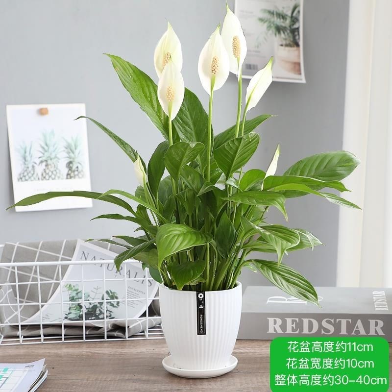 现货速发白掌盆栽一帆风顺开花植物办公室桌面小盆栽室内四季好养