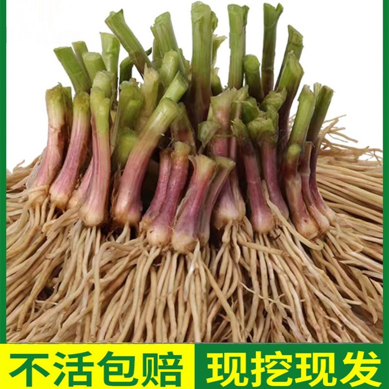 现货速发大韭菜根种根食用00颗带根九菜室内外蔬菜可食用盆栽花新