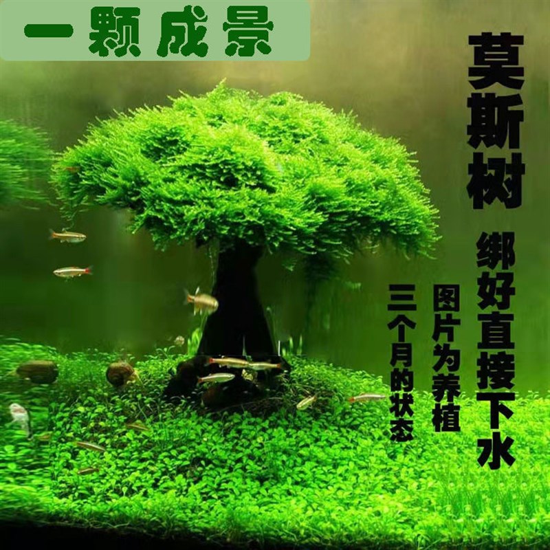 速发莫斯树鱼缸树真树沉木水草懒人造景无需底沙大蘑菇头鱼缸造景