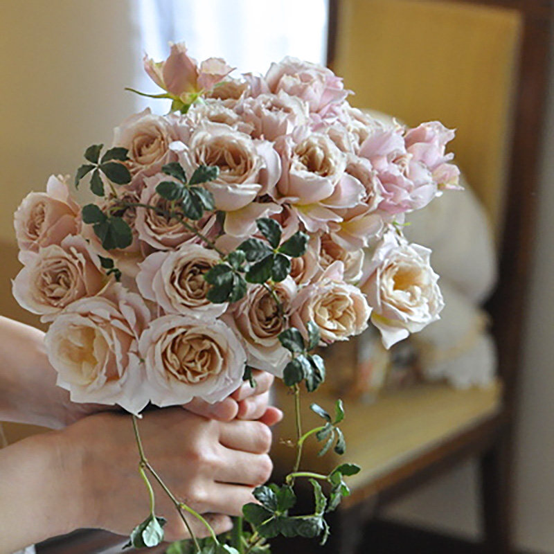 惠惠的花园 g八神庵 灌木月季花色淡雅花期长淡香阳台庭院盆栽花
