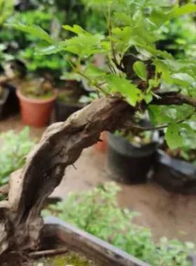 绿植盆栽老树桩阳台观叶t开花提根净化空气赤楠紫薇映山红等盆景