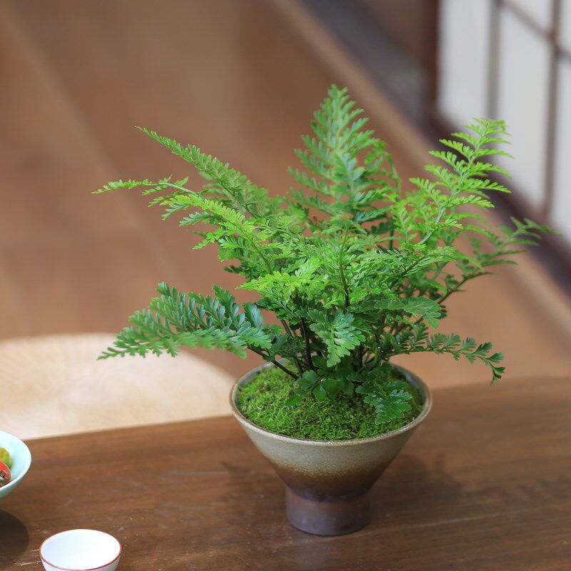 蕨类植物室内盆景耐阴吉姆蕨盆栽桌F面净化空气情绪稳定植物好养