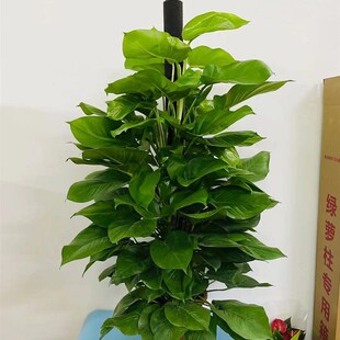 带泥土发货 1.5米大叶绿萝柱室内净化空气吸甲Q醛盆栽 绿萝原装 盆