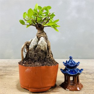 抱石小叶榔榆附石榆树盆景窗台阳台办公桌茶台趣味植物绿植盆栽