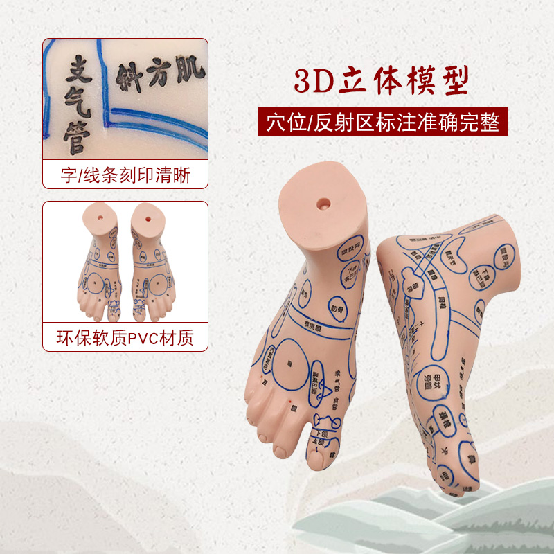 大号足底按摩穴位人体模型脚底反射区足疗店教学推拿点穴棒按摩锥
