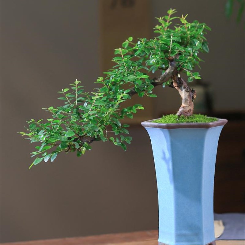 悬崖式雀梅盆栽老桩植物客厅观叶B窗台阳台办公室造型绿植室内盆