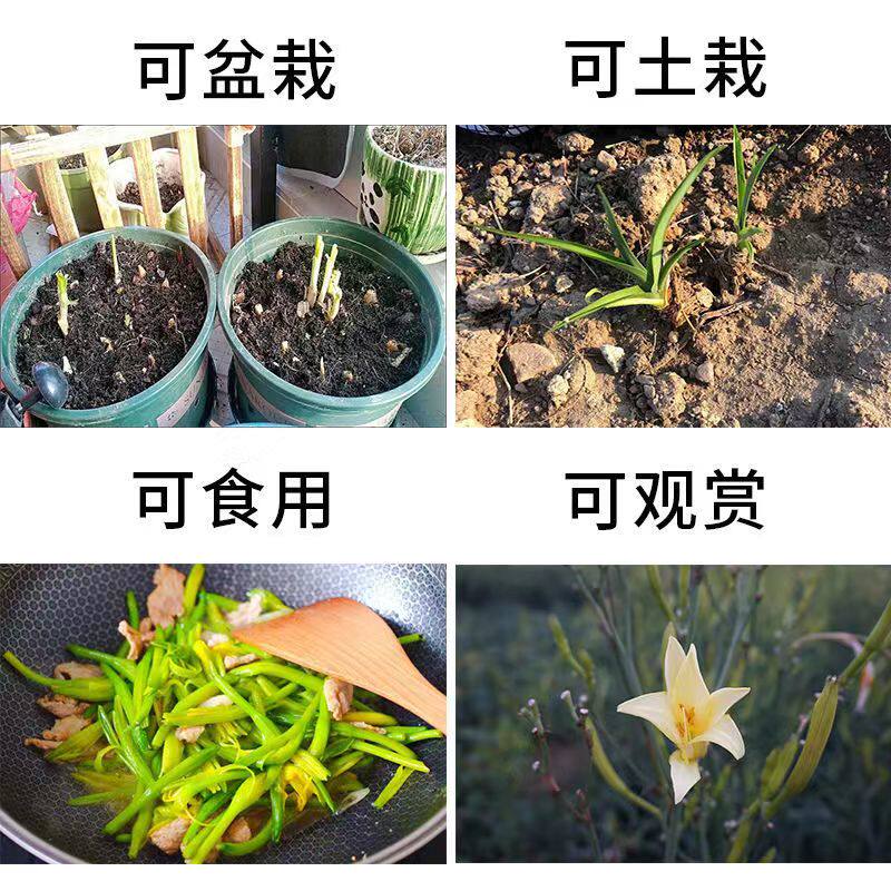 湖南祁东正宗黄花菜苗黄v花菜苗金针菜苗特产粗高产四季种植图片