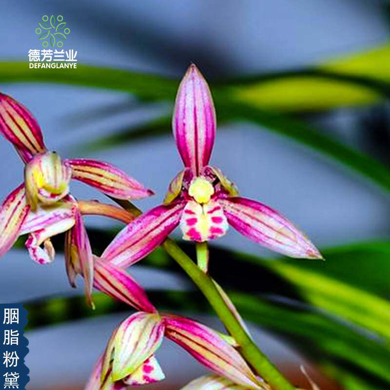 兰花苗四季建兰胭脂粉黛带瓷盆种好好养室内阳台客厅花卉绿植盆栽