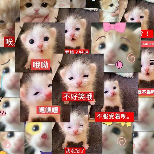 108贴哈基米搞笑表情包贴纸低脂小猫可爱抽象手账桌面装饰贴画