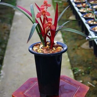 建兰红草红荷四季兰精品兰花苗绿植盆栽