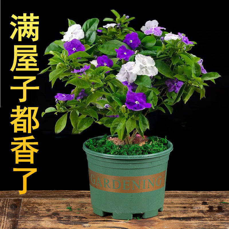 双色茉莉盆栽 双色花苗 鸳鸯茉莉花 阳台室内外盆栽 芳香花卉包邮