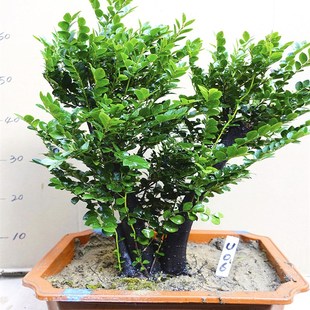 小叶紫檀盆景树桩名贵花卉绿植客厅植物大型盆栽花木四季常青