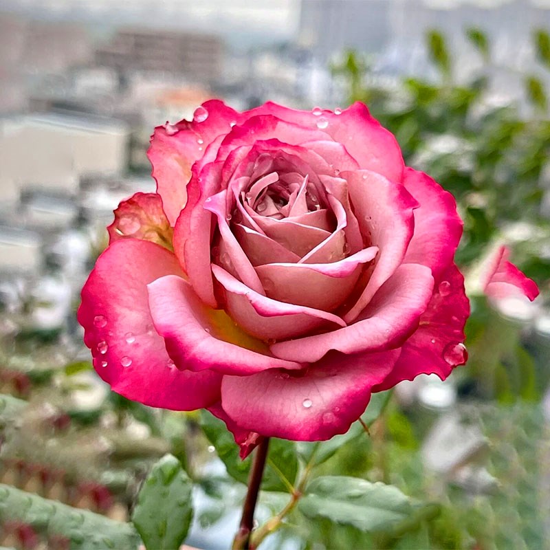 英伦节拍月季花四季浓香灌木大花苗阳台盆栽庭院地栽切花玫瑰欧月
