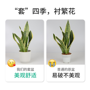 加仑外套盆塑料花盆蝴蝶兰绿萝绿植装 饰盆简约室内大口径加厚耐用