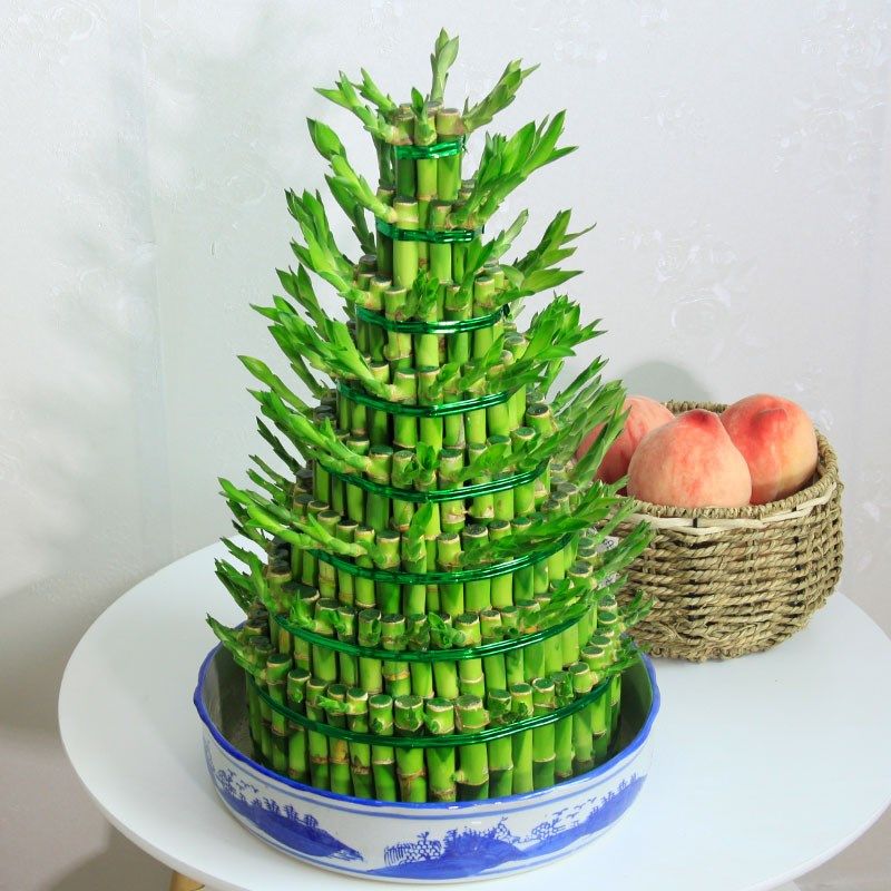 富贵竹新款竹塔高水培植物盆栽客厅室内盆景塔竹绿植花卉四季常青,鲜花速递/花卉仿真/绿植园艺,绿植,淘宝优惠券,粉丝福利购,淘宝优惠卷