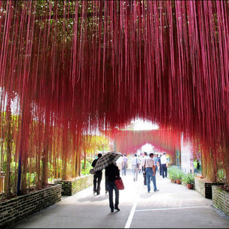锦屏藤苗富贵帘苗藤龙须藤一帘幽梦会长须的爬藤植物阳台攀援花卉