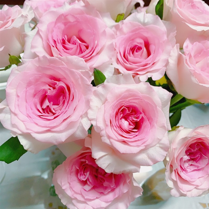 洛神月季花苗开花玫瑰小苗四季盆栽花卉爬藤植物藤本蔷薇树苗绿植