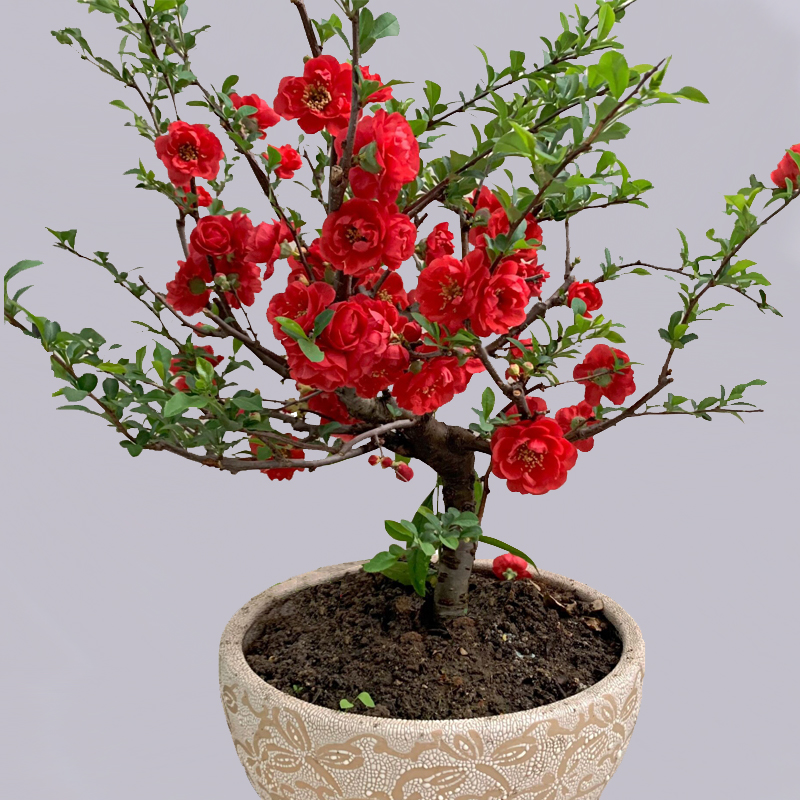 海棠花盆栽树苗原生重瓣老桩四季盆景庭院耐寒花卉室内阳台大绿植