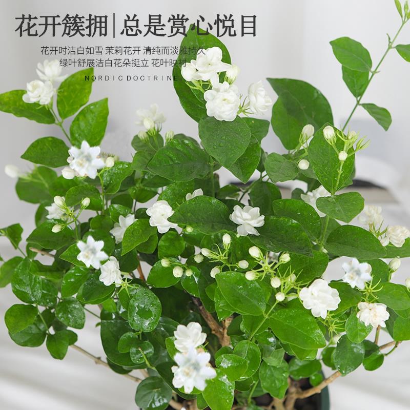 茉莉花苗盆栽带花苞栀子花卉植物室内绿植九里香浓香四季开花好养