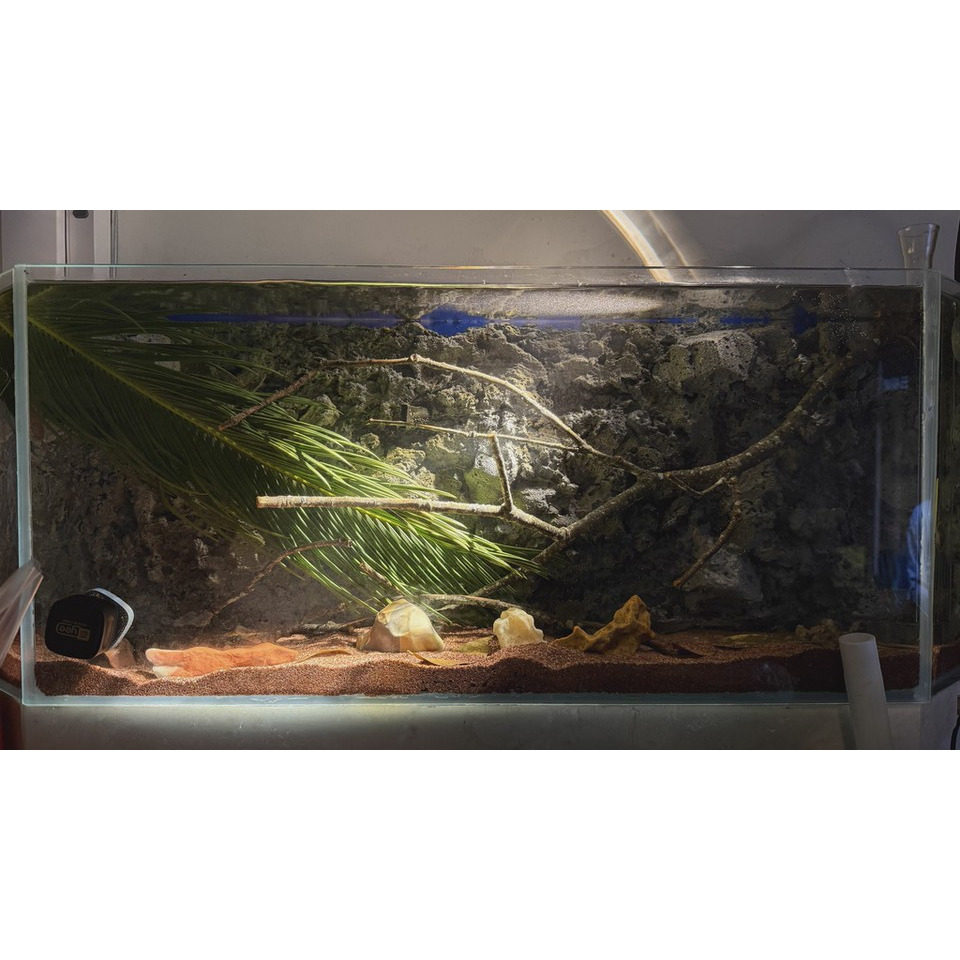 天然铁树叶沉叶鱼缸造景南美缸原生缸装饰树叶网红沉叶黄色树叶,宠物/宠物食品及用品,造景/装饰,淘宝优惠券,粉丝福利购,淘宝优惠卷