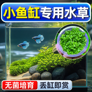 小鱼缸专用水草植物鱼缸真草造景生态养鱼增氧阴性水培净化绿植