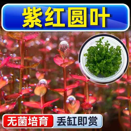 海洛伊鱼缸紫红圆叶水草植物