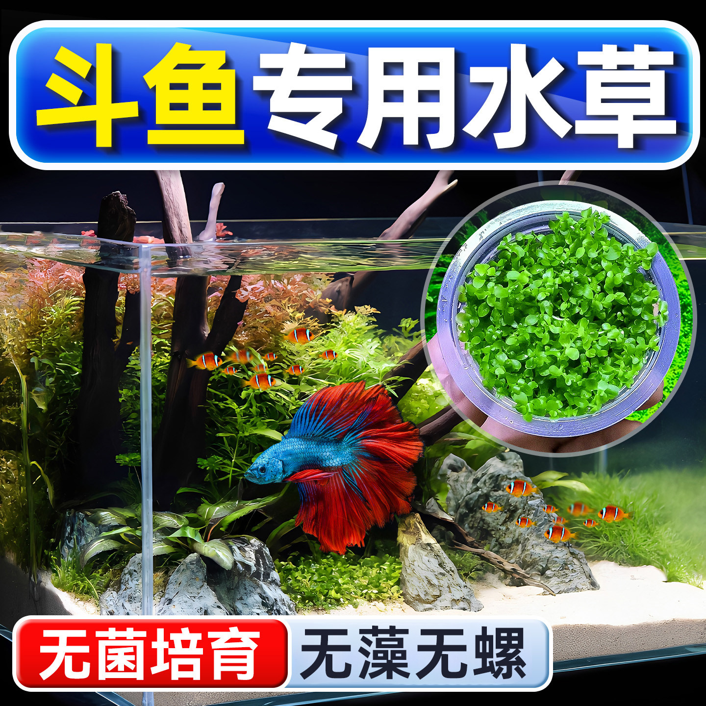 斗鱼专用水草植物鱼缸铺底真草造景生态养鱼增氧阴性水培净化绿植