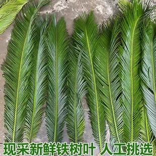 天然铁树叶沉叶鱼缸造景南美缸原生缸装饰树叶网红沉叶黄色树叶