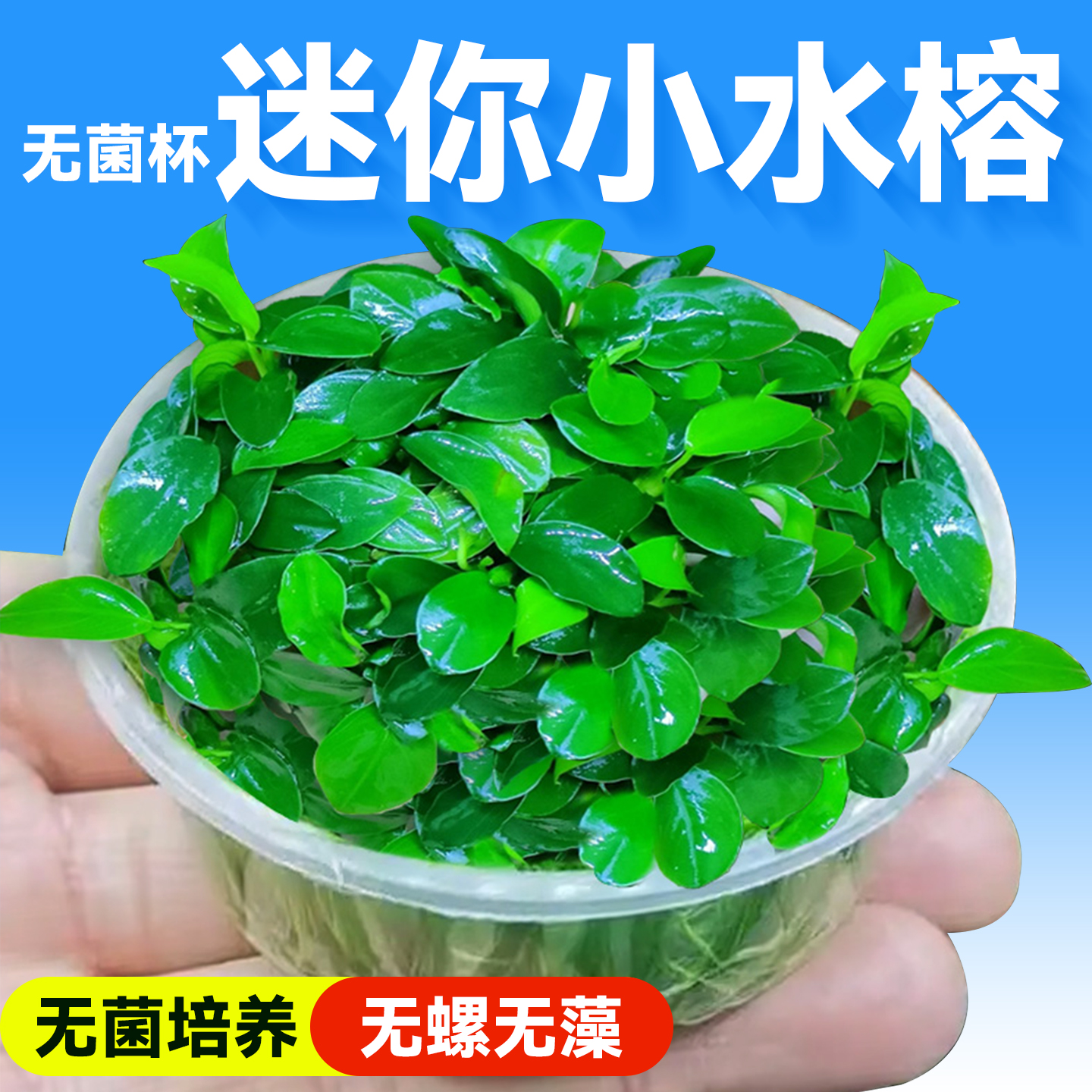 海洛伊鱼缸专用无菌杯