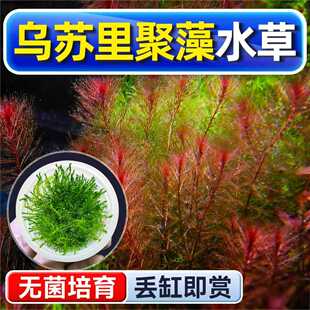 乌苏里聚藻水草植物铺底鱼缸真草造景养鱼增氧阴性水培净化绿植