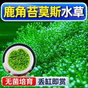 鹿角苔莫斯水草植物铺底鱼缸真草造景养鱼增氧阴性水培净化绿植