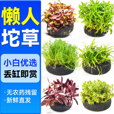 海洛伊鱼缸专用精品坨草