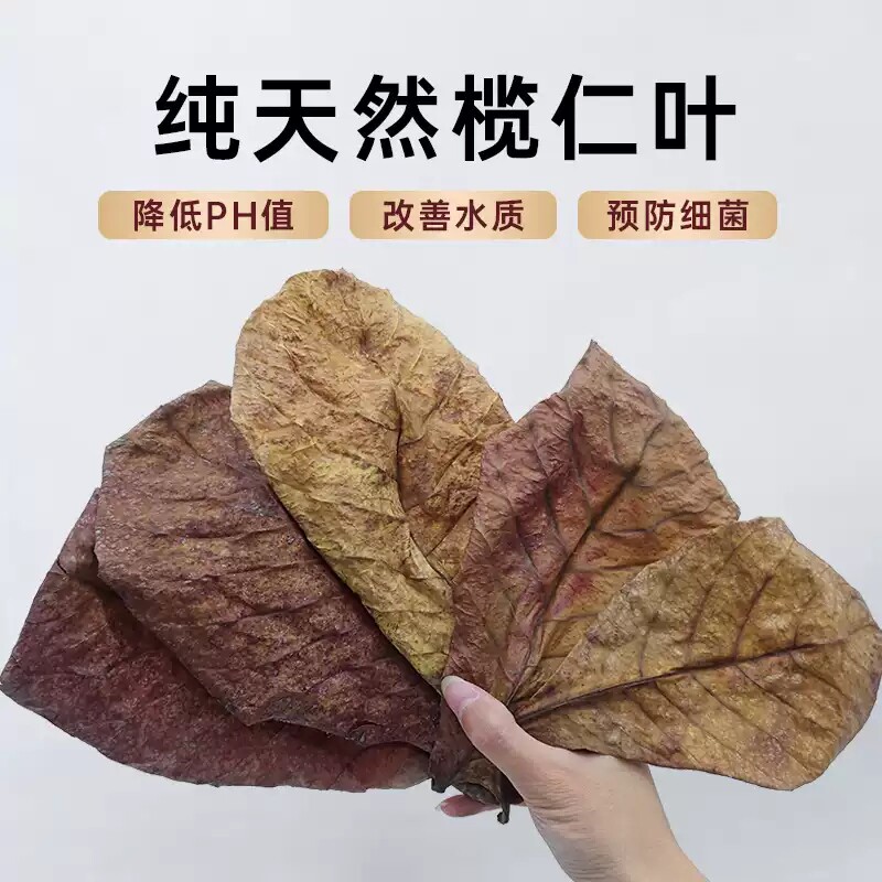 免煮天然榄仁叶斗鱼鱼缸ph调节剂酸碱度养龟龙眼叶套餐懒人叶造景