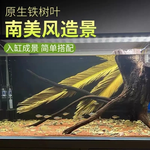 天然铁树叶沉叶鱼缸造景南美缸原生缸装饰树叶网红沉叶黄色树叶