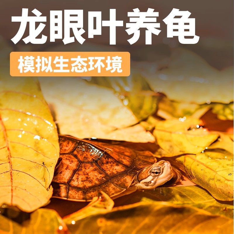 养龟免煮龙眼叶干腐皮烂甲调节水质乌龟躲避鱼缸龟缸生态植物造景,宠物/宠物食品及用品,造景/装饰,淘宝优惠券,粉丝福利购,淘宝优惠卷