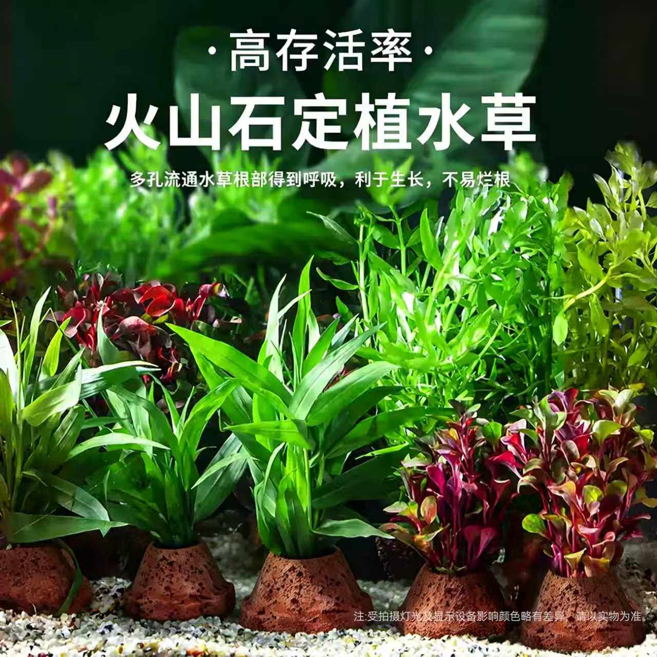 新手小缸培菌天然火山石制氧水草鱼缸造景水培阴性蜈蚣草绿菊增氧