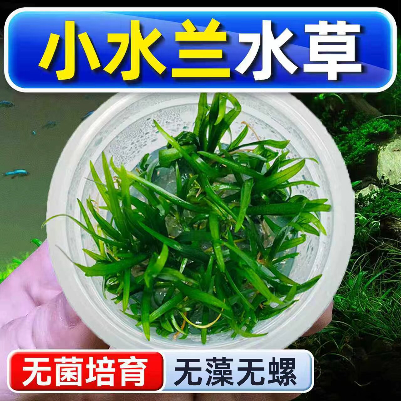 小水兰水草植物铺底鱼缸真草造景养鱼增氧阴性水培净化绿植懒人