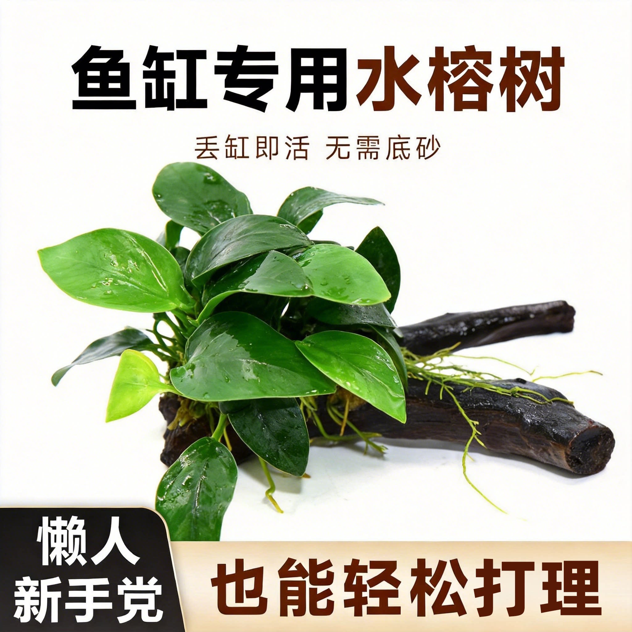 鱼缸造景植物水榕懒人养鱼水草沉木树生态水榕迷你小榕真草缸装饰