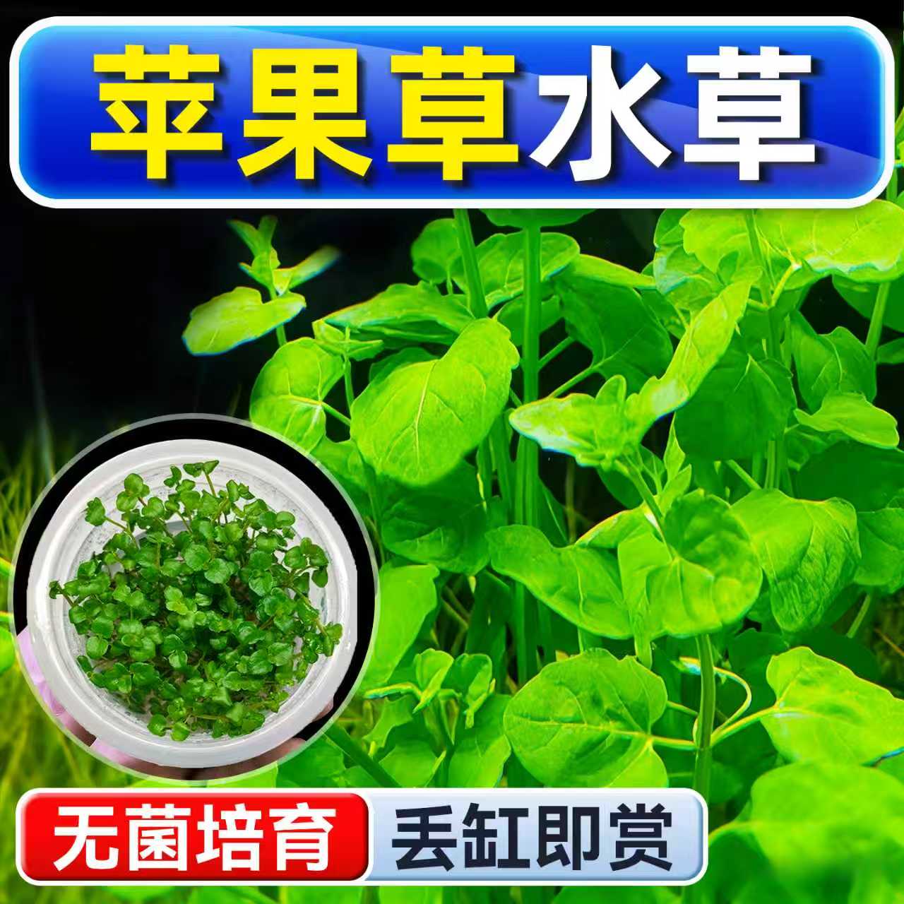 海洛伊鱼缸真草造景苹果草水草