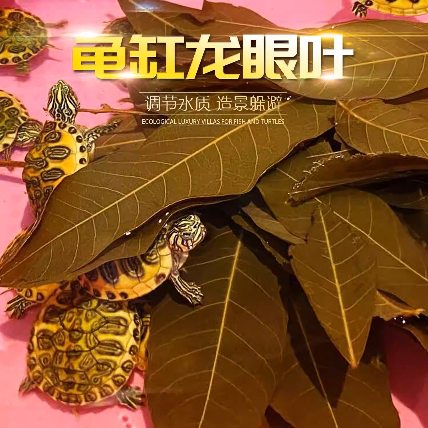 养龟免煮龙眼叶干腐皮烂甲调节水质乌龟躲避鱼缸龟缸生态植物造景,宠物/宠物食品及用品,造景/装饰,淘宝优惠券,粉丝福利购,淘宝优惠卷