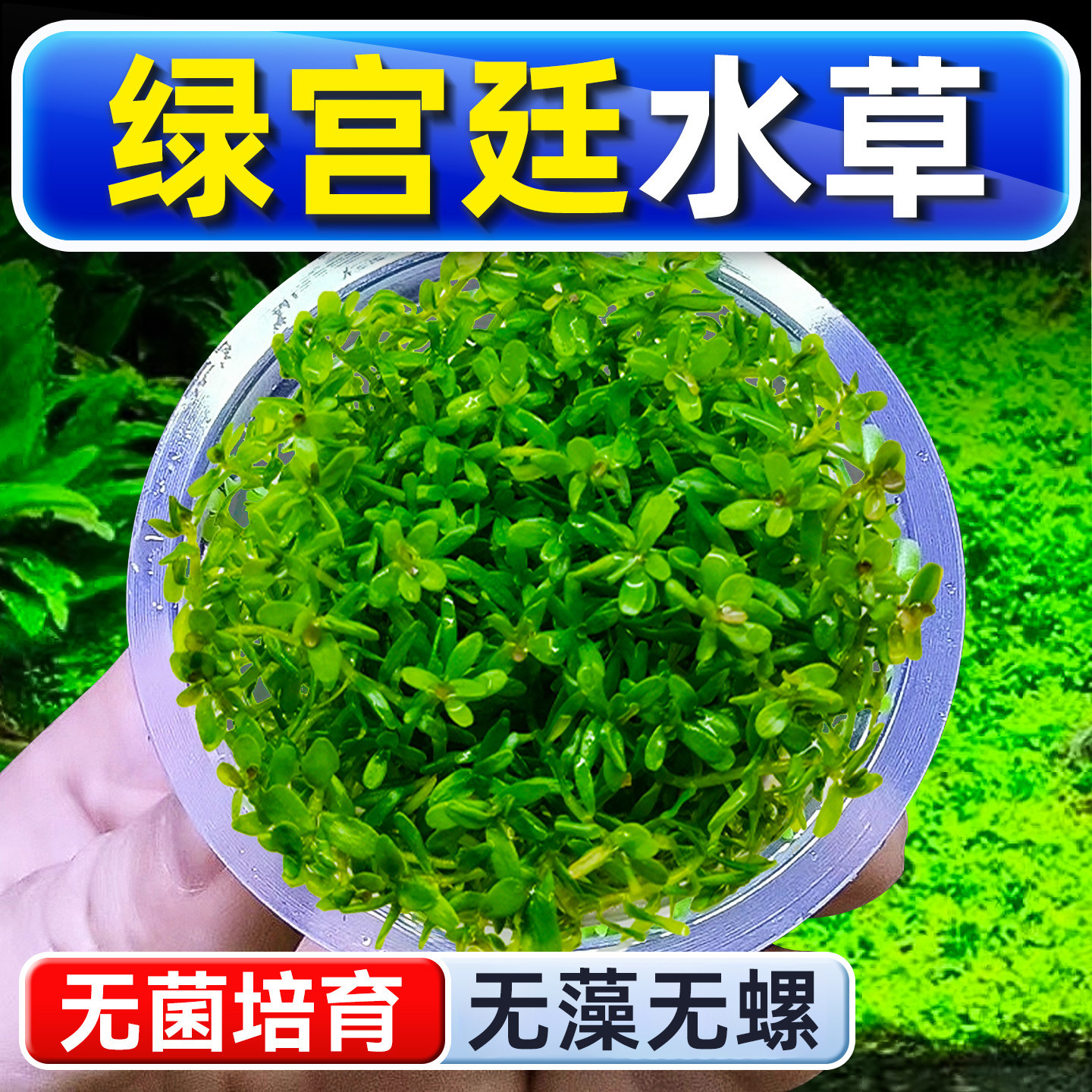 绿宫廷水草植物铺底鱼缸真草造景养鱼增氧阴性水培净化绿植懒人