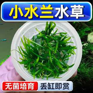 小水兰水草植物铺底鱼缸真草造景养鱼增氧阴性水培净化绿植懒人