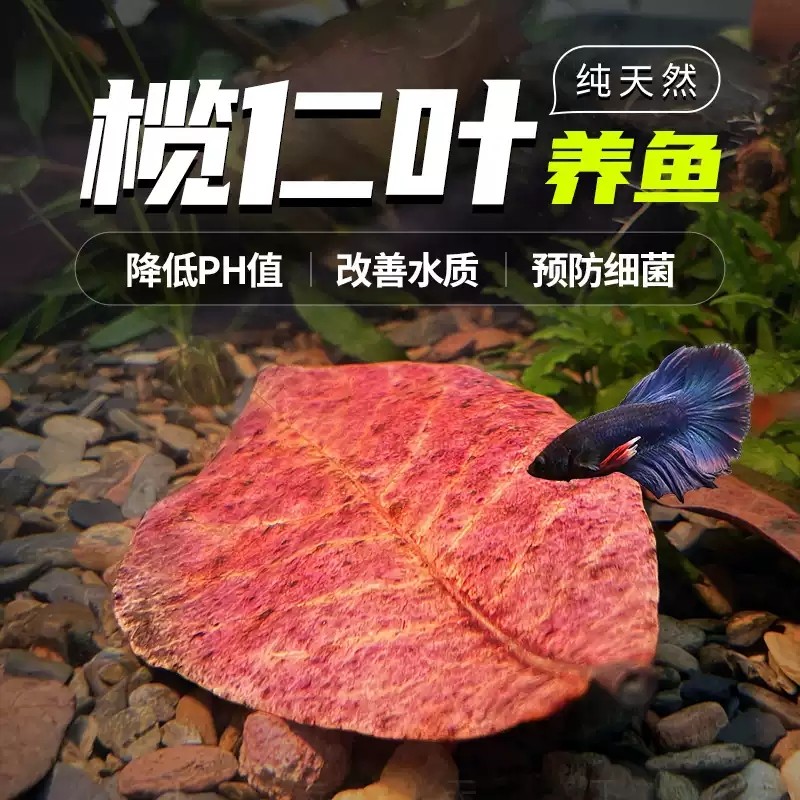 鱼缸榄仁叶自然降酸懒人叶斗鱼缸龟缸调节ph值改善水质天然橄榄叶,宠物/宠物食品及用品,PH调节剂,淘宝优惠券,粉丝福利购,淘宝优惠卷