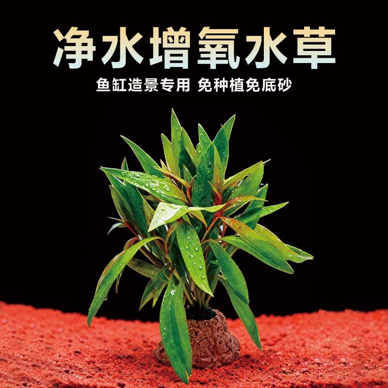 火山石水草植物鱼缸造景专用水培阴性蜈蚣草绿菊真草增氧绿植摆件,宠物/宠物食品及用品,水草,淘宝优惠券,粉丝福利购,淘宝优惠卷