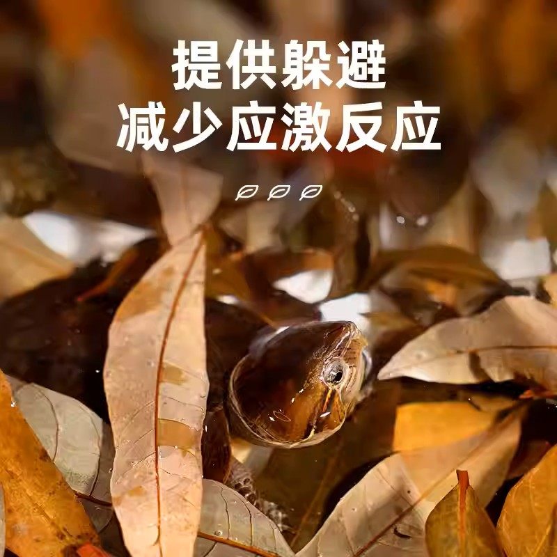 养龟免煮龙眼叶干腐皮烂甲调节水质乌龟躲避鱼缸龟缸生态植物造景,宠物/宠物食品及用品,造景/装饰,淘宝优惠券,粉丝福利购,淘宝优惠卷