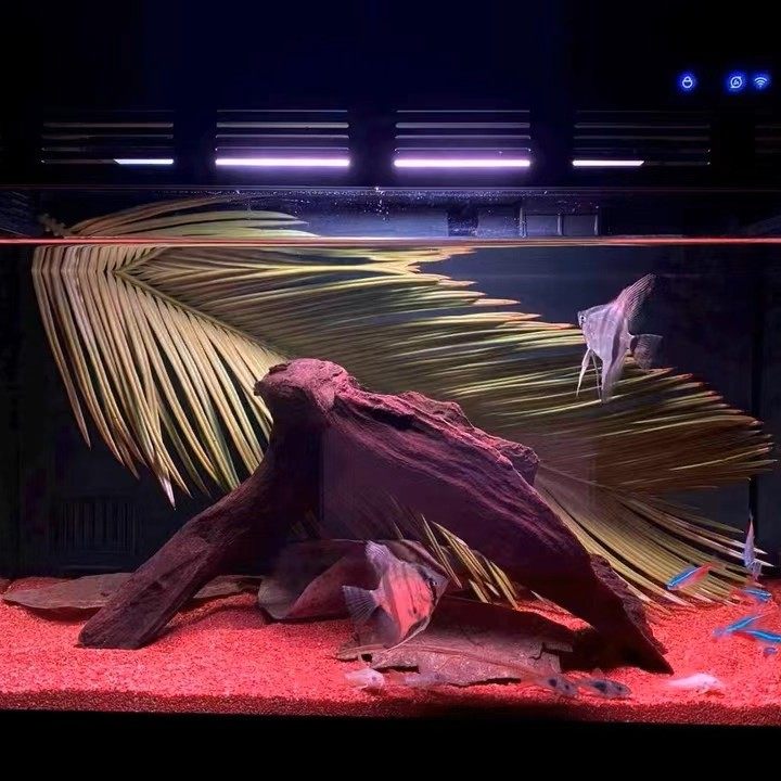 天然铁树叶沉叶鱼缸造景南美缸原生缸装饰树叶网红沉叶黄色树叶,宠物/宠物食品及用品,造景/装饰,淘宝优惠券,粉丝福利购,淘宝优惠卷