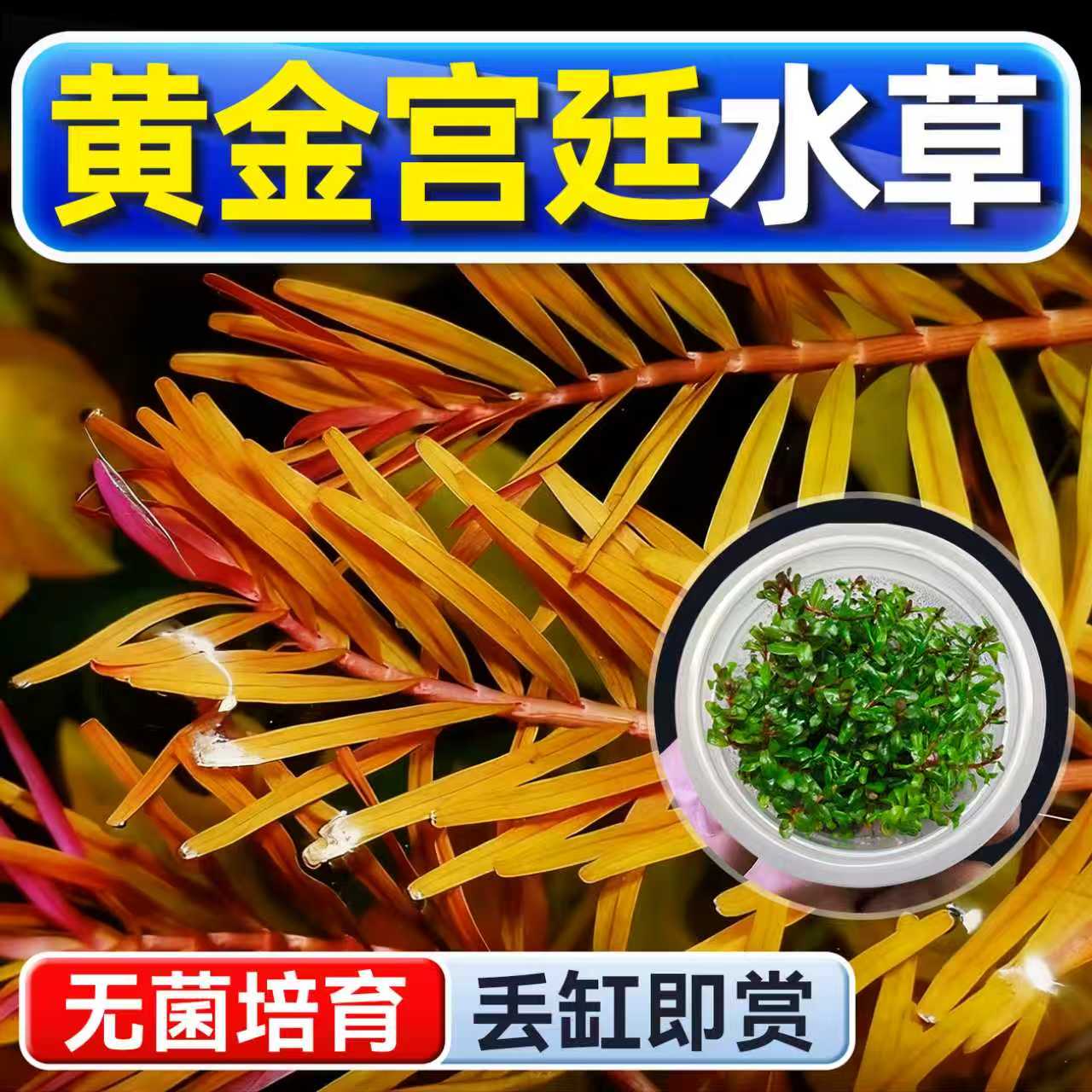 海洛伊鱼缸真草造景黄金宫廷水草