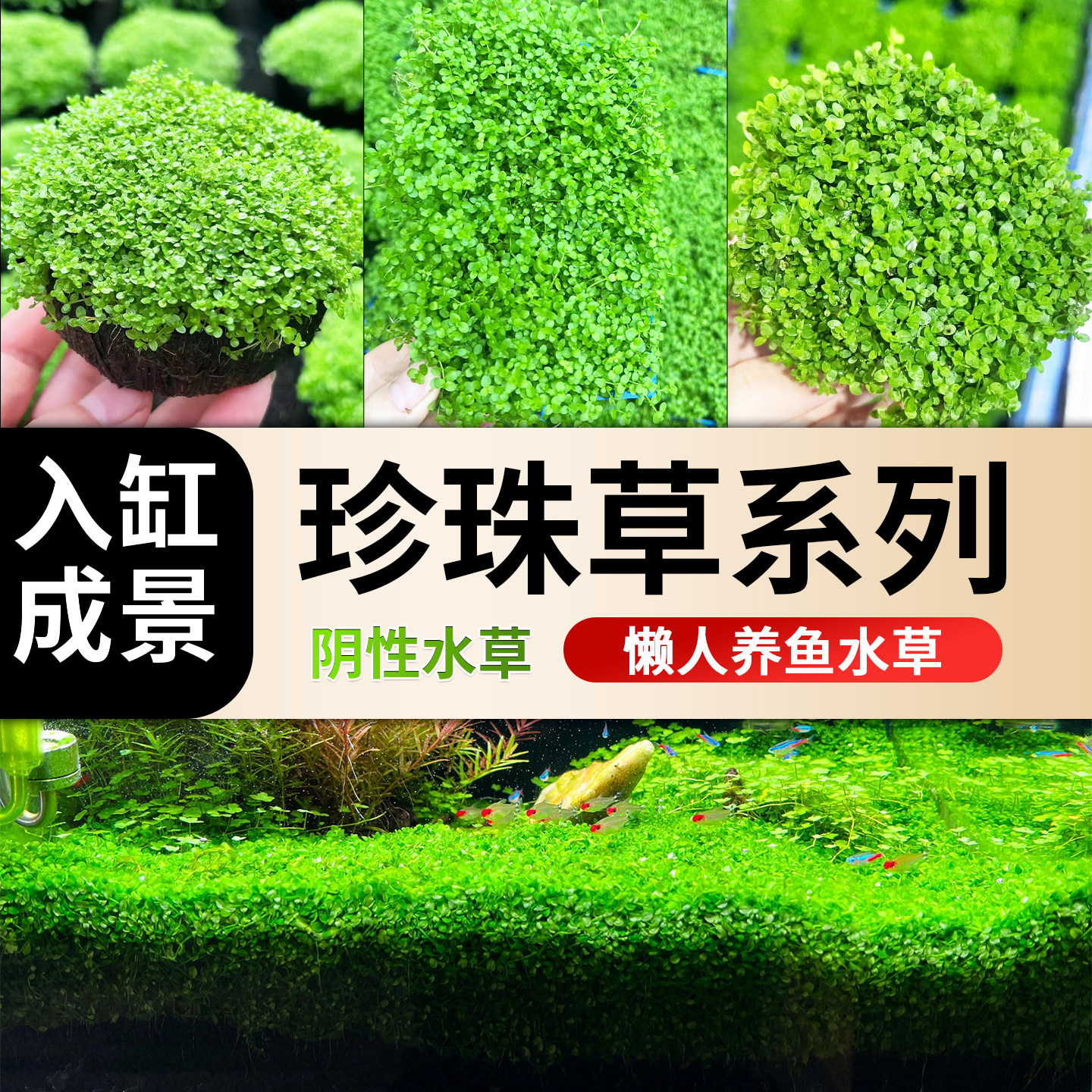 爬地矮珍珠高珍珠水草鱼缸造景专用净化水质植物懒人养鱼生态绿植