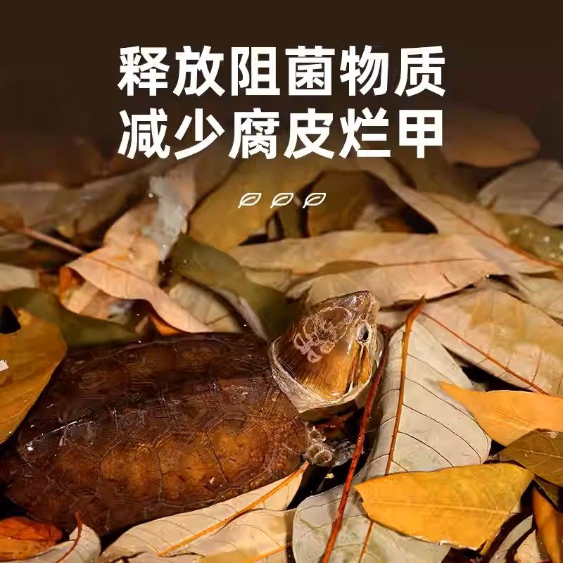 养龟免煮龙眼叶干腐皮烂甲调节水质乌龟躲避鱼缸龟缸生态植物造景,宠物/宠物食品及用品,造景/装饰,淘宝优惠券,粉丝福利购,淘宝优惠卷